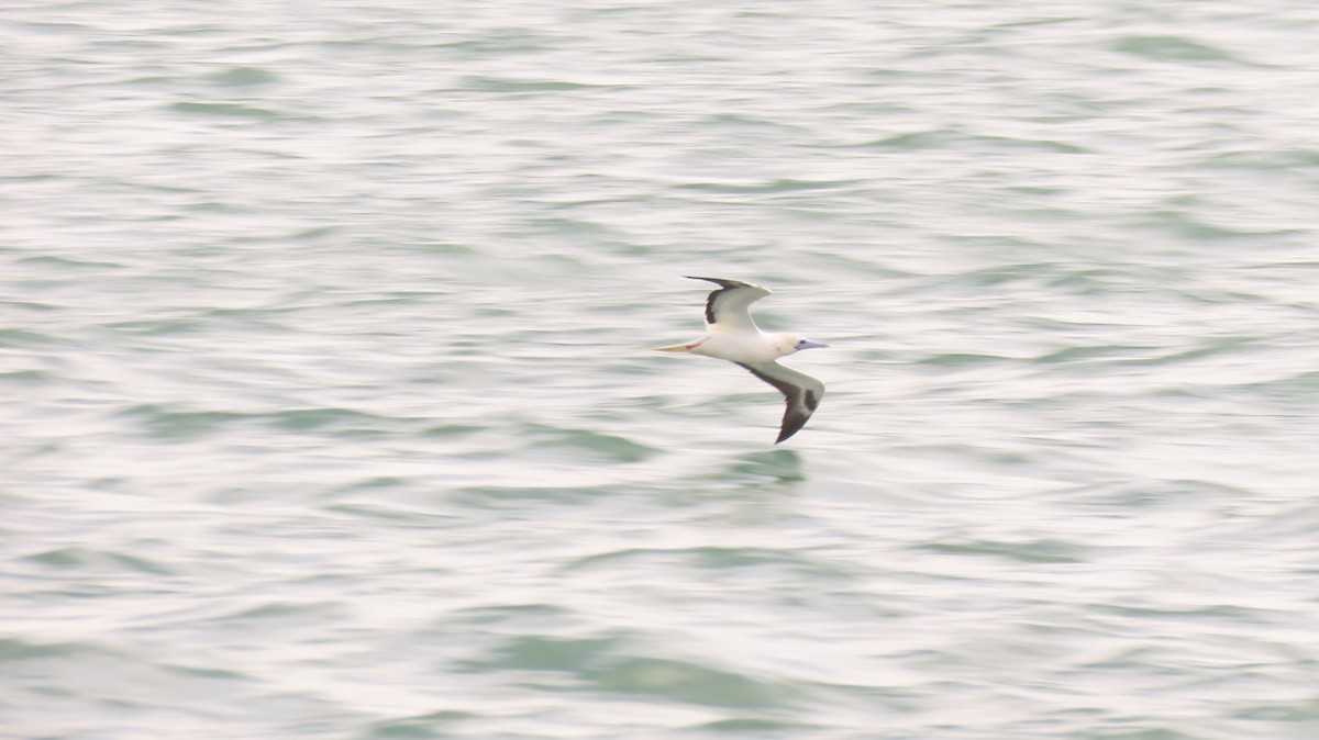Red-footed Booby - ML645650927