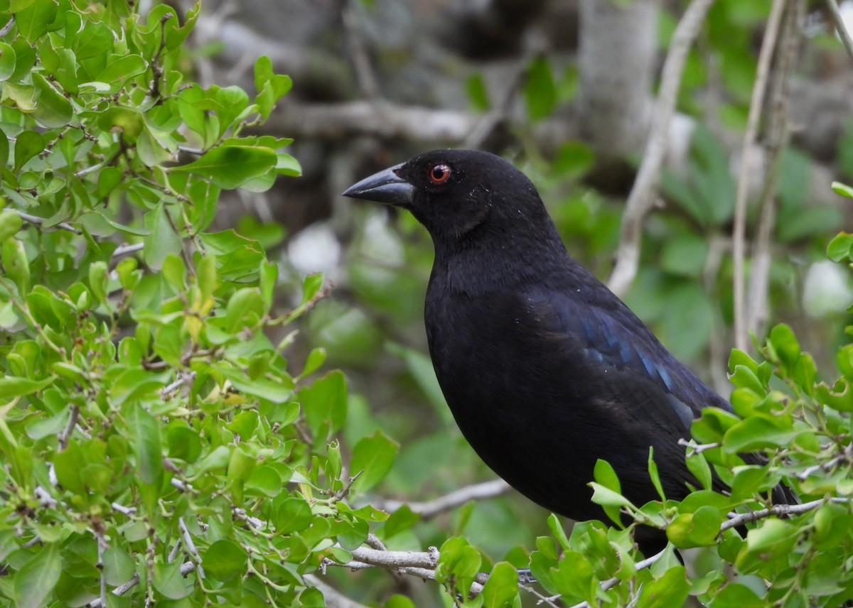 Bronzed Cowbird - ML645650928