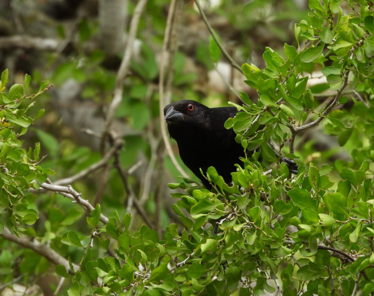 Bronzed Cowbird - ML645650929