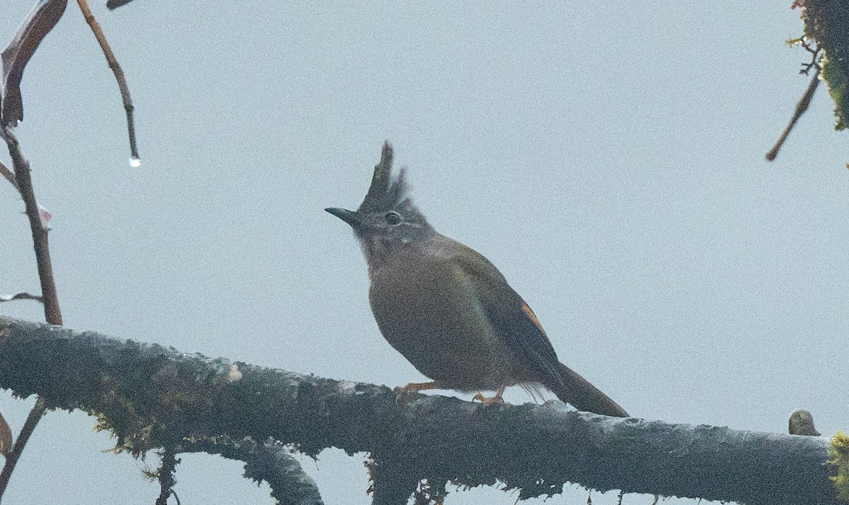 Югина темнокрила - ML645650932