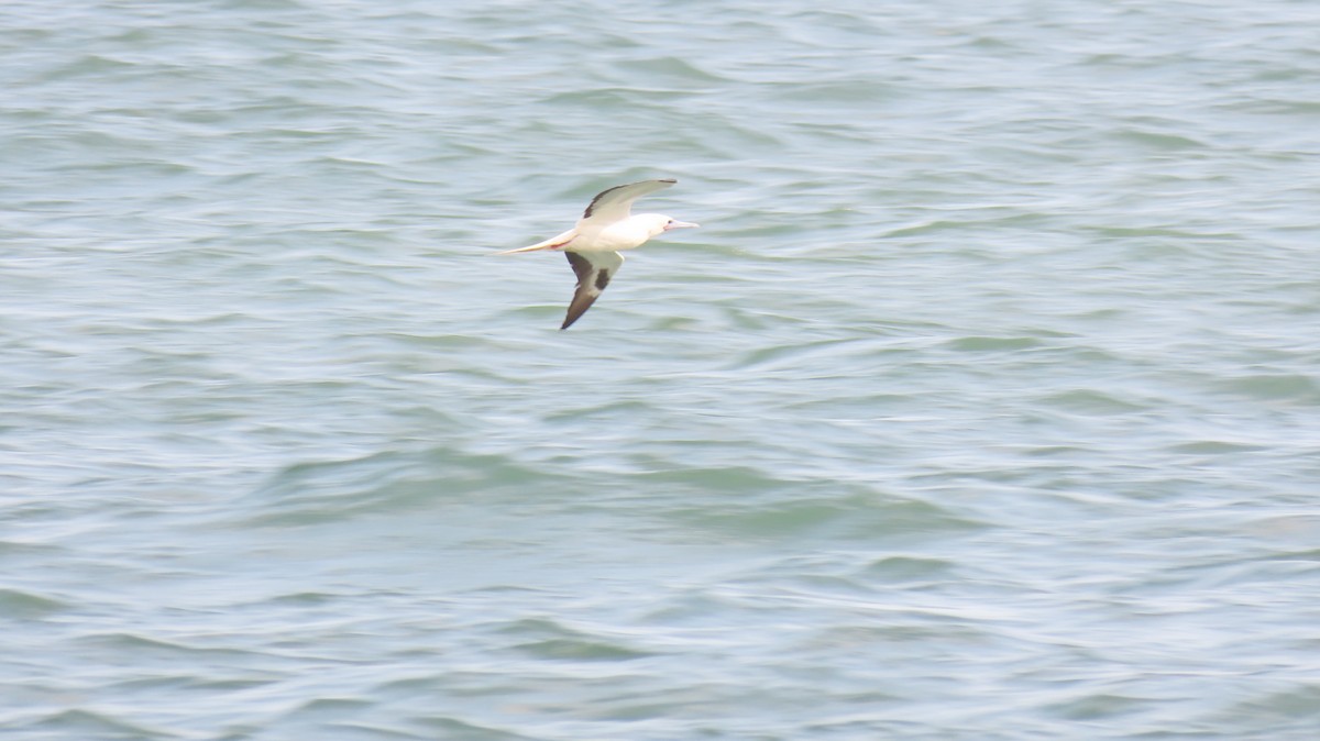 Red-footed Booby - ML645650934