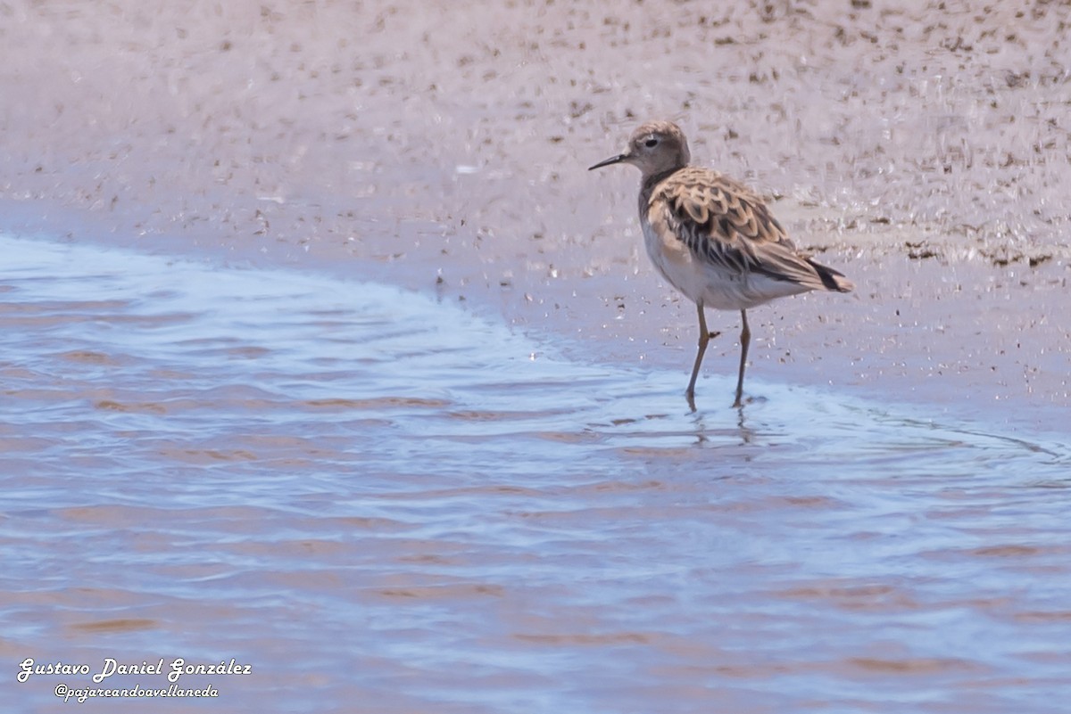 Buff-breasted Sandpiper - ML645650936
