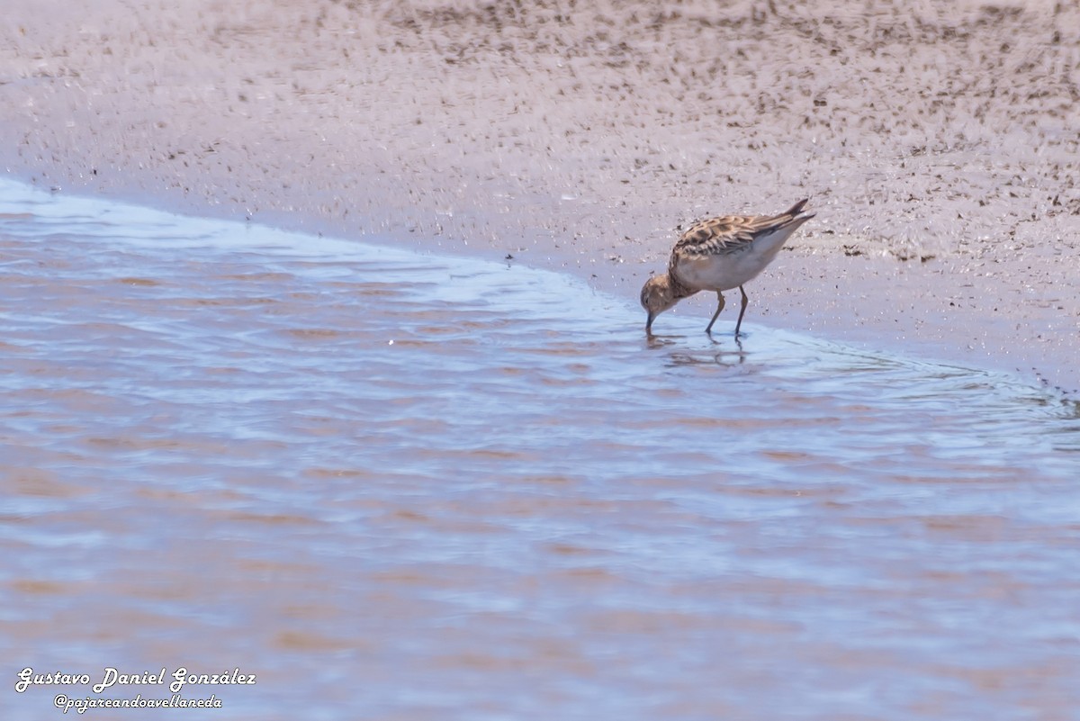Buff-breasted Sandpiper - ML645650937