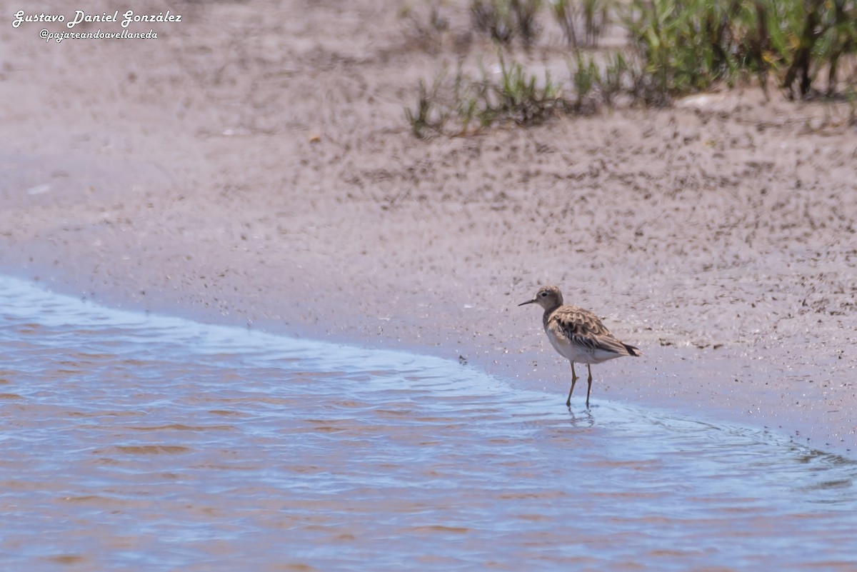 Buff-breasted Sandpiper - ML645650938