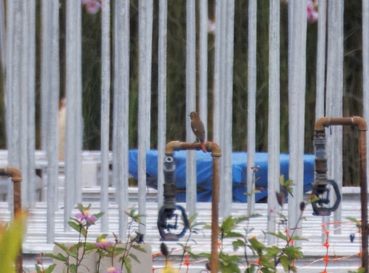 חכלילית סיבירית - ML645650944