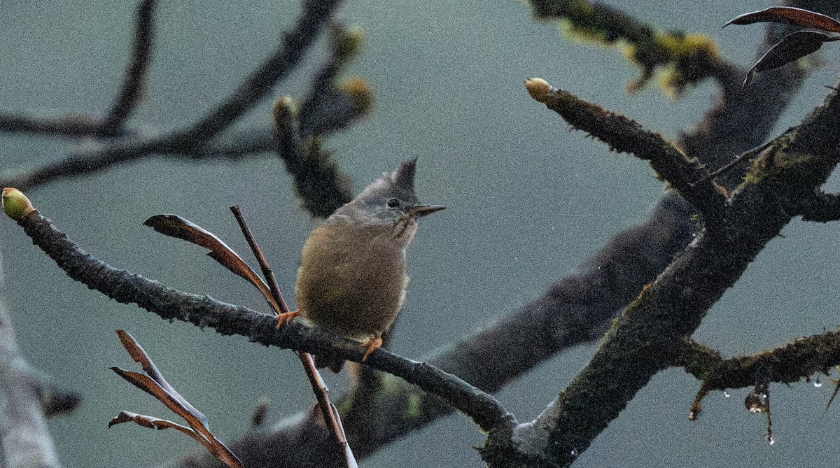 Югина темнокрила - ML645650947