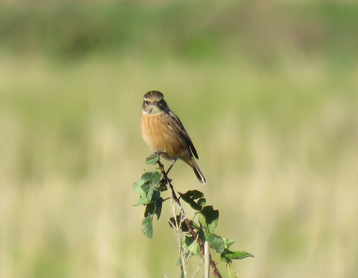 European Stonechat - ML645650948