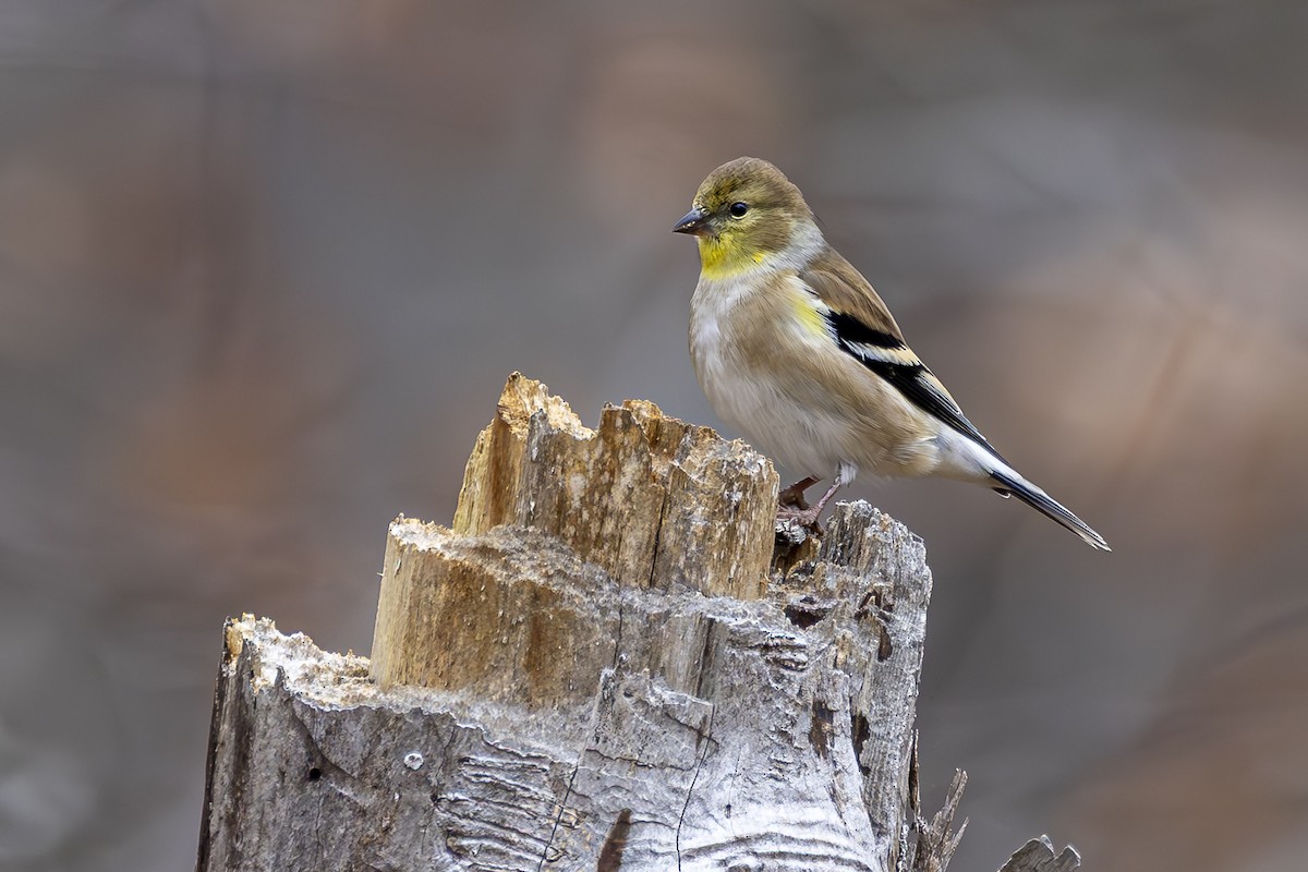 American Goldfinch - ML645650953