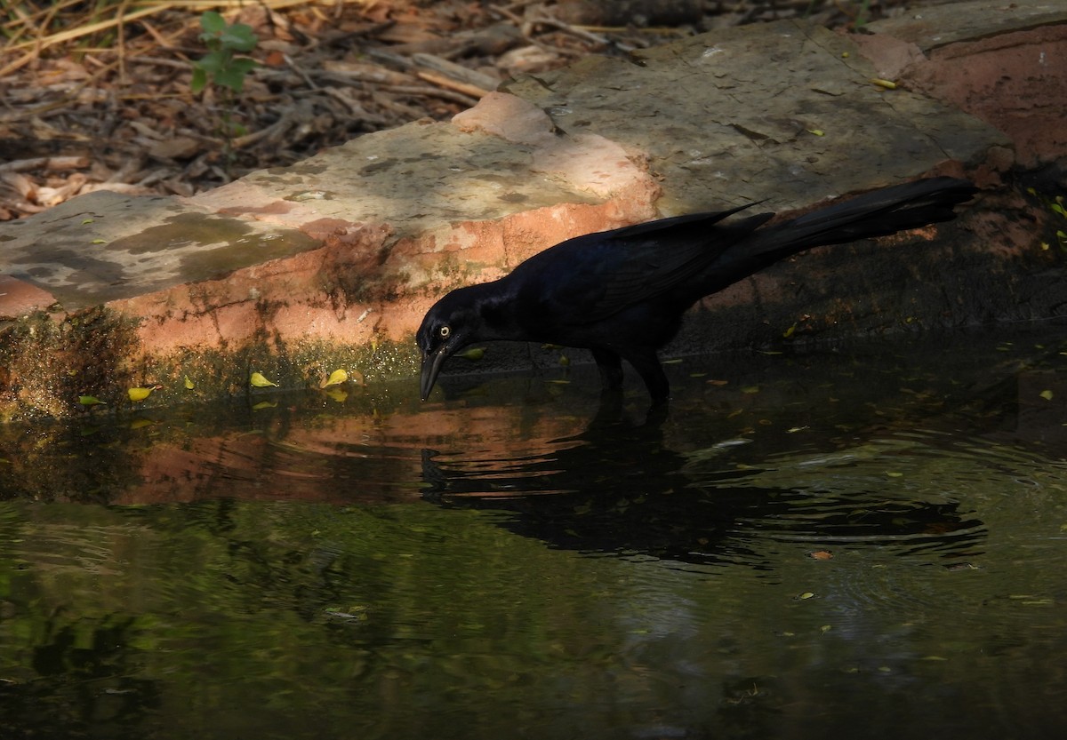 Great-tailed Grackle - ML645650958