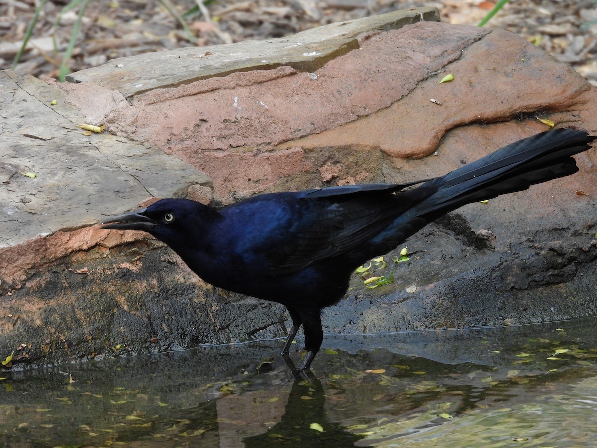 Great-tailed Grackle - ML645650959