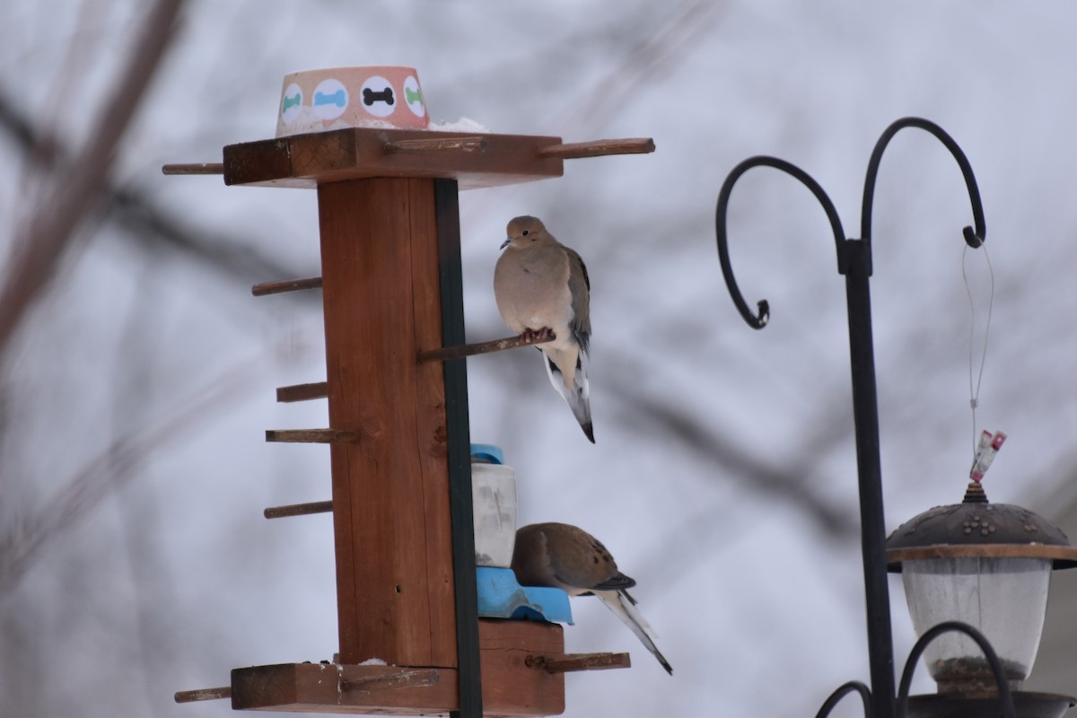 Mourning Dove - ML645650968