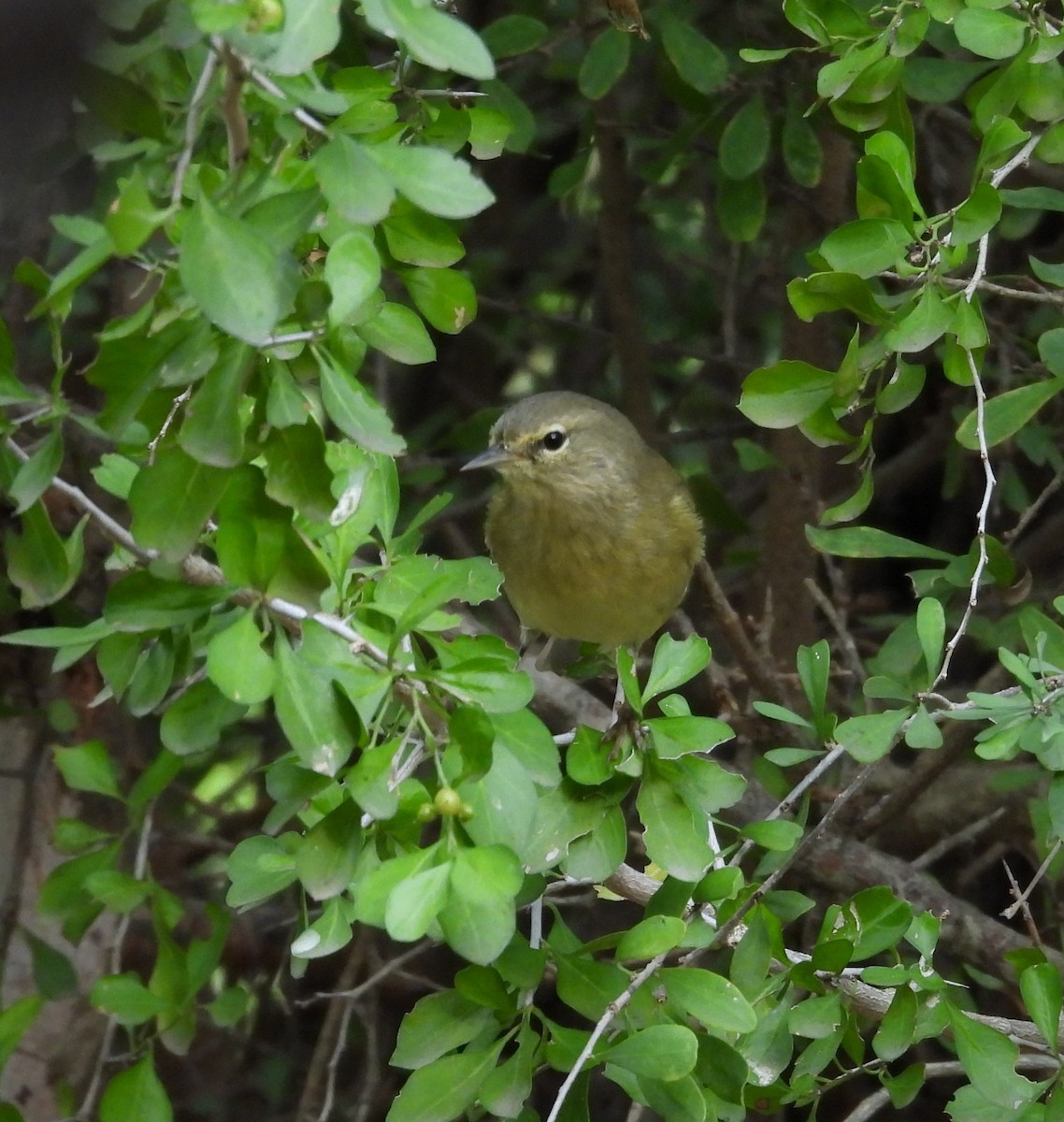 Orange-crowned Warbler - ML645650973