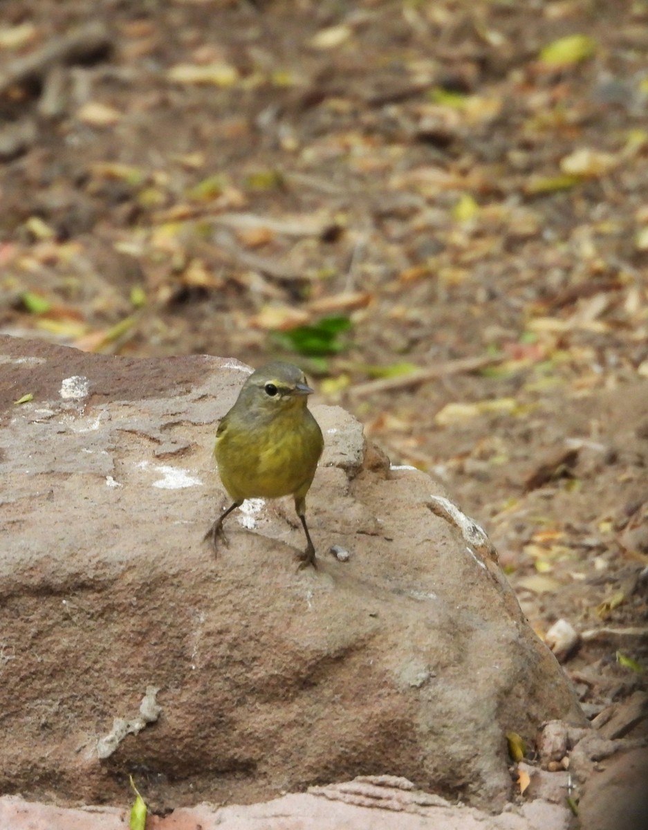 Orange-crowned Warbler - ML645650974