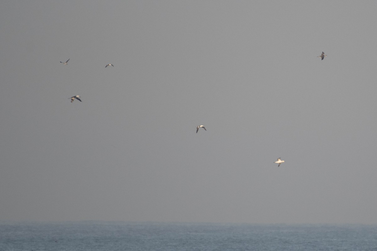 סולה מצויה - ML645650975