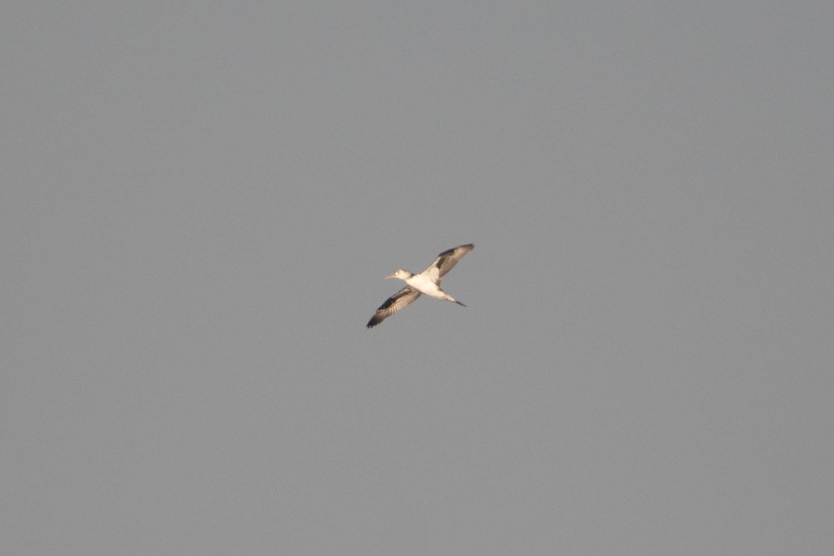 סולה מצויה - ML645650976