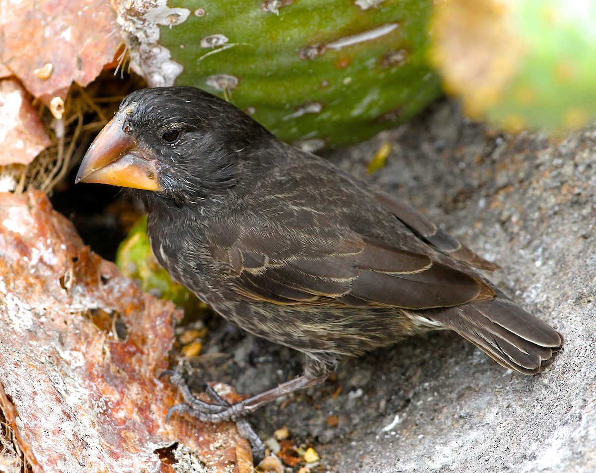 Large Ground-Finch - ML645650981