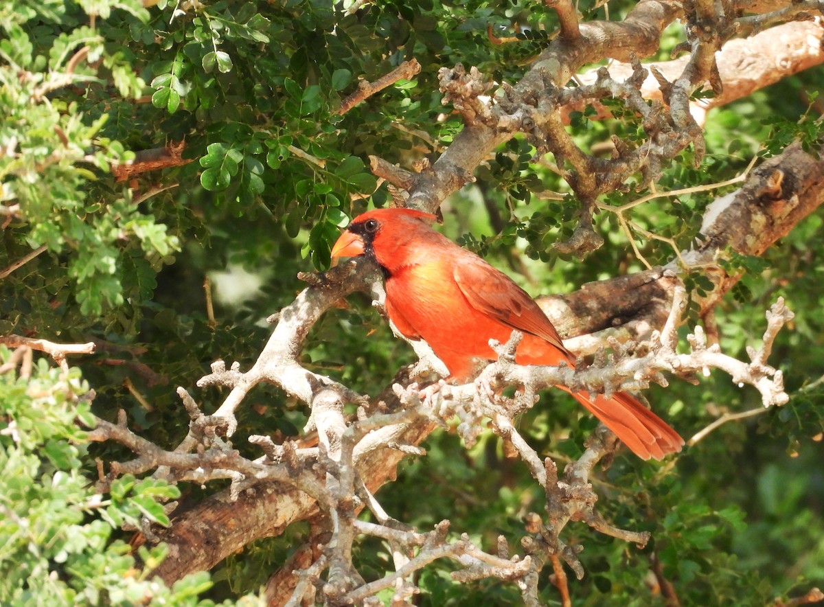 Northern Cardinal - ML645650985