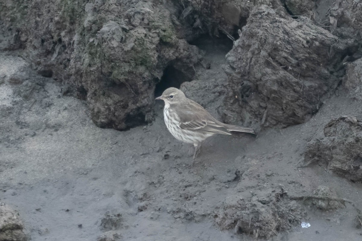 水鷚 - ML645650986