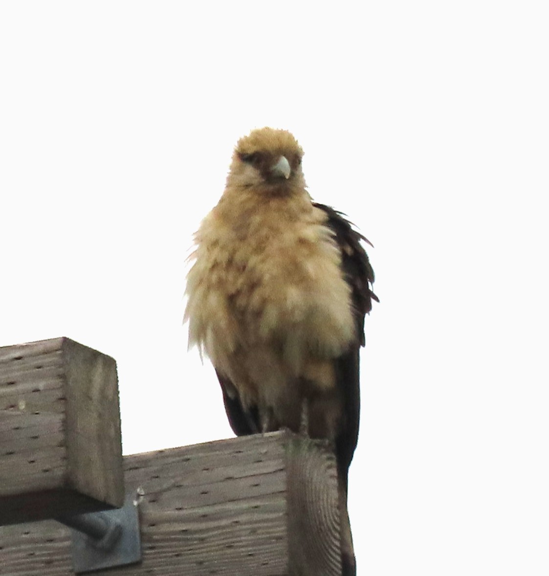 Yellow-headed Caracara - ML645650987
