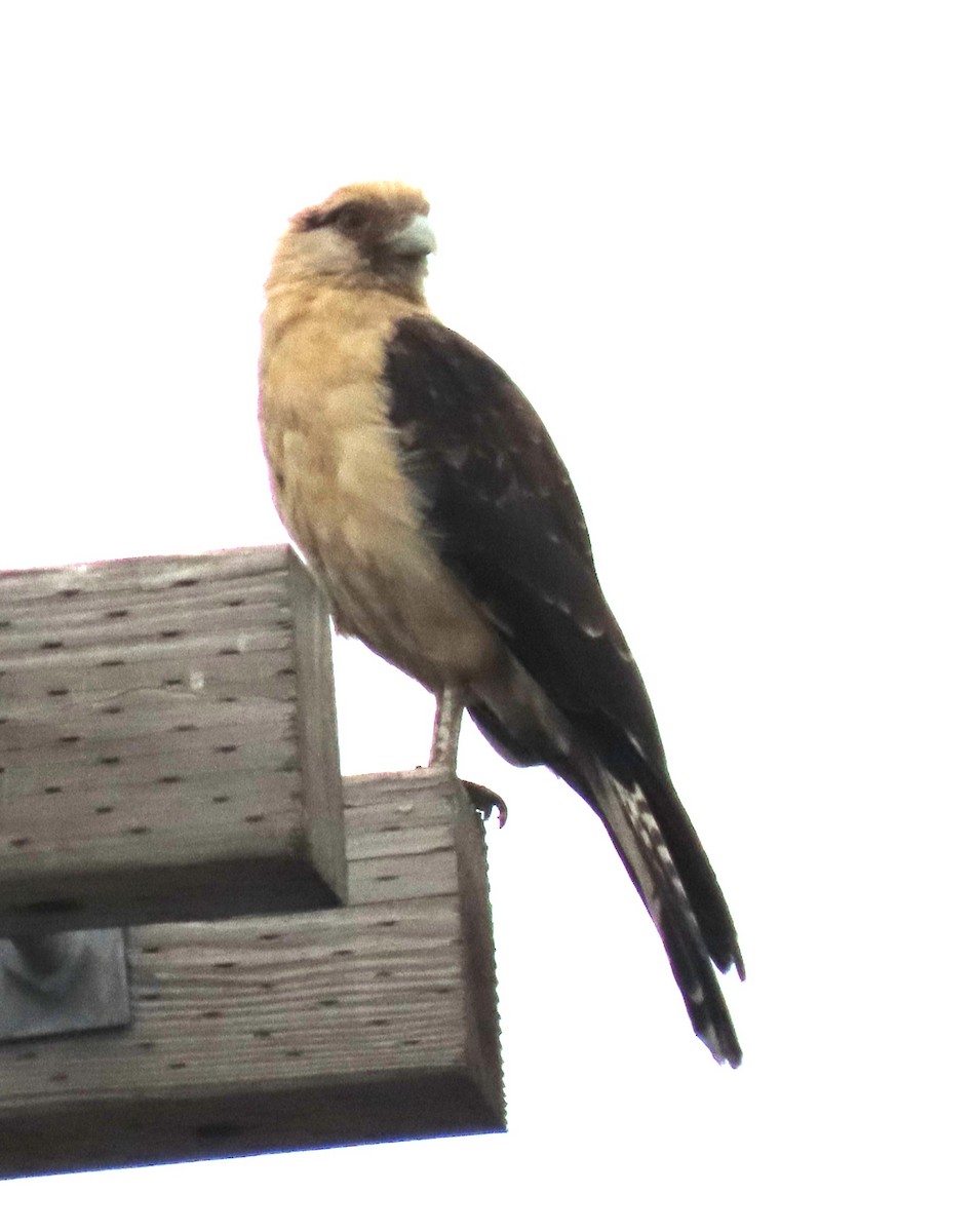 Yellow-headed Caracara - ML645650988