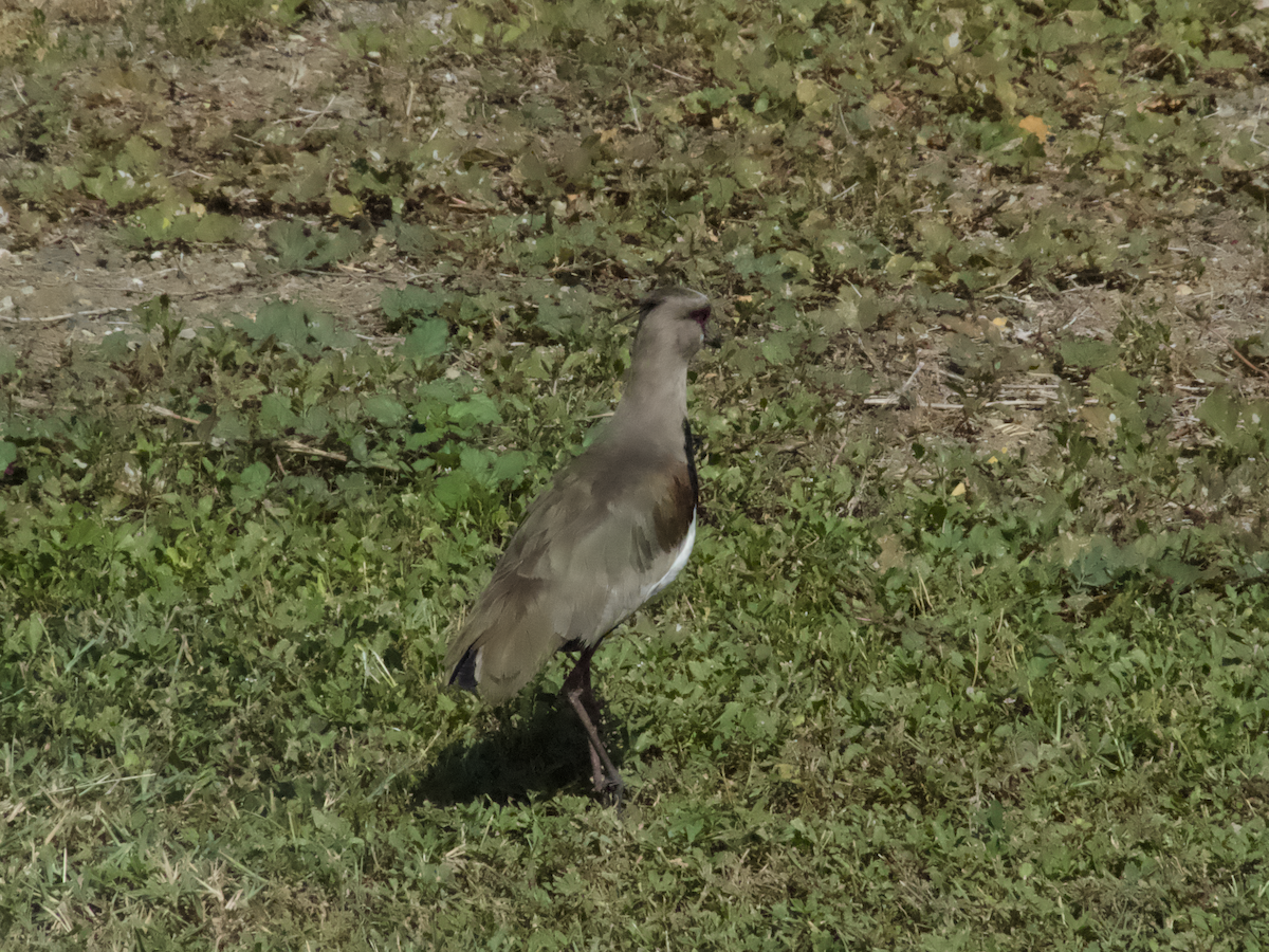 Southern Lapwing - ML645650989