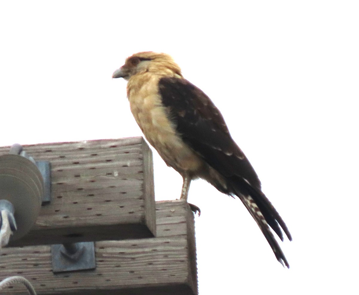 Yellow-headed Caracara - ML645650990