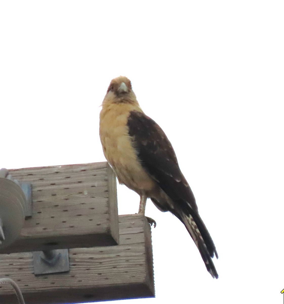 Yellow-headed Caracara - ML645650991