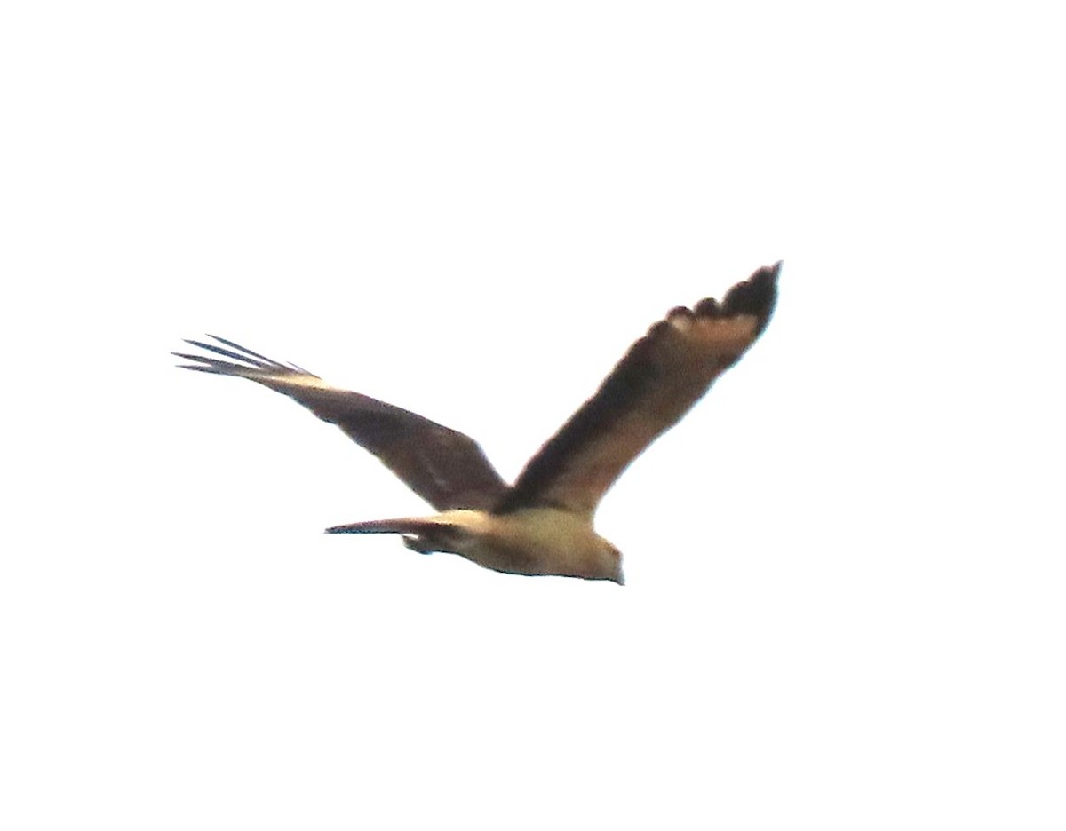 Yellow-headed Caracara - ML645650995
