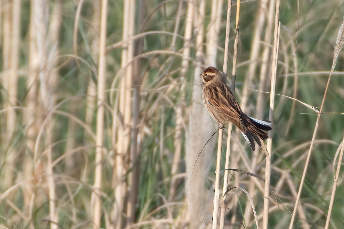 蘆鵐 - ML645650996