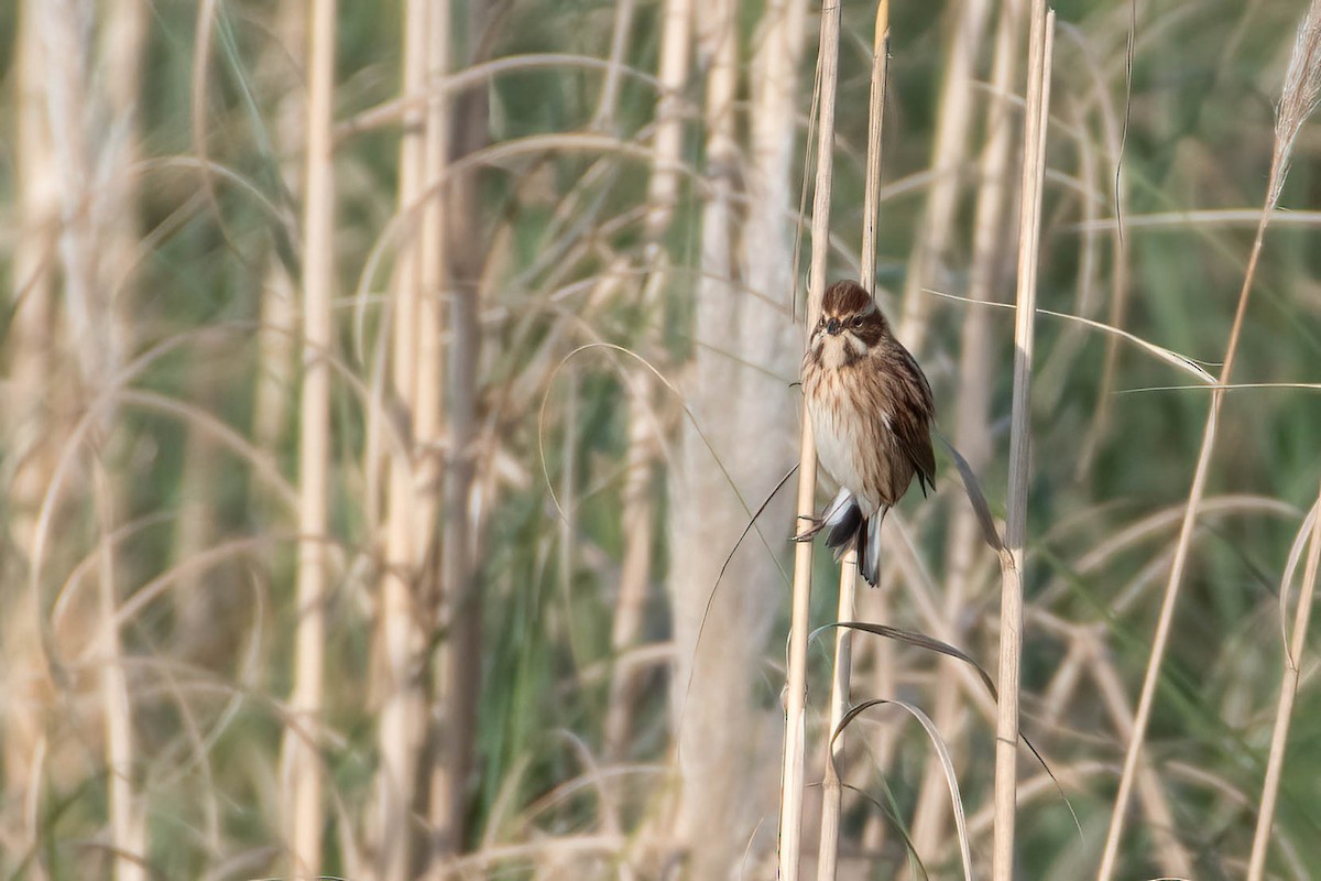 蘆鵐 - ML645650997