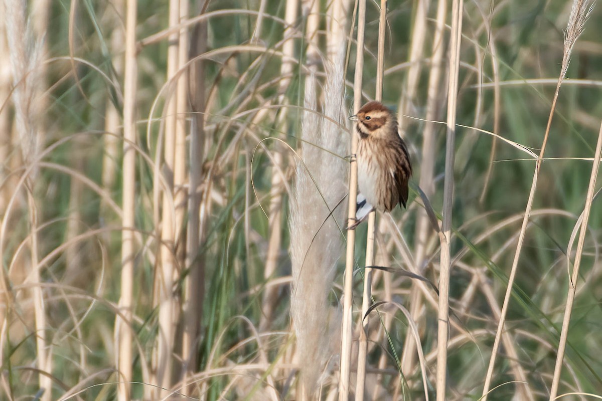 蘆鵐 - ML645650998