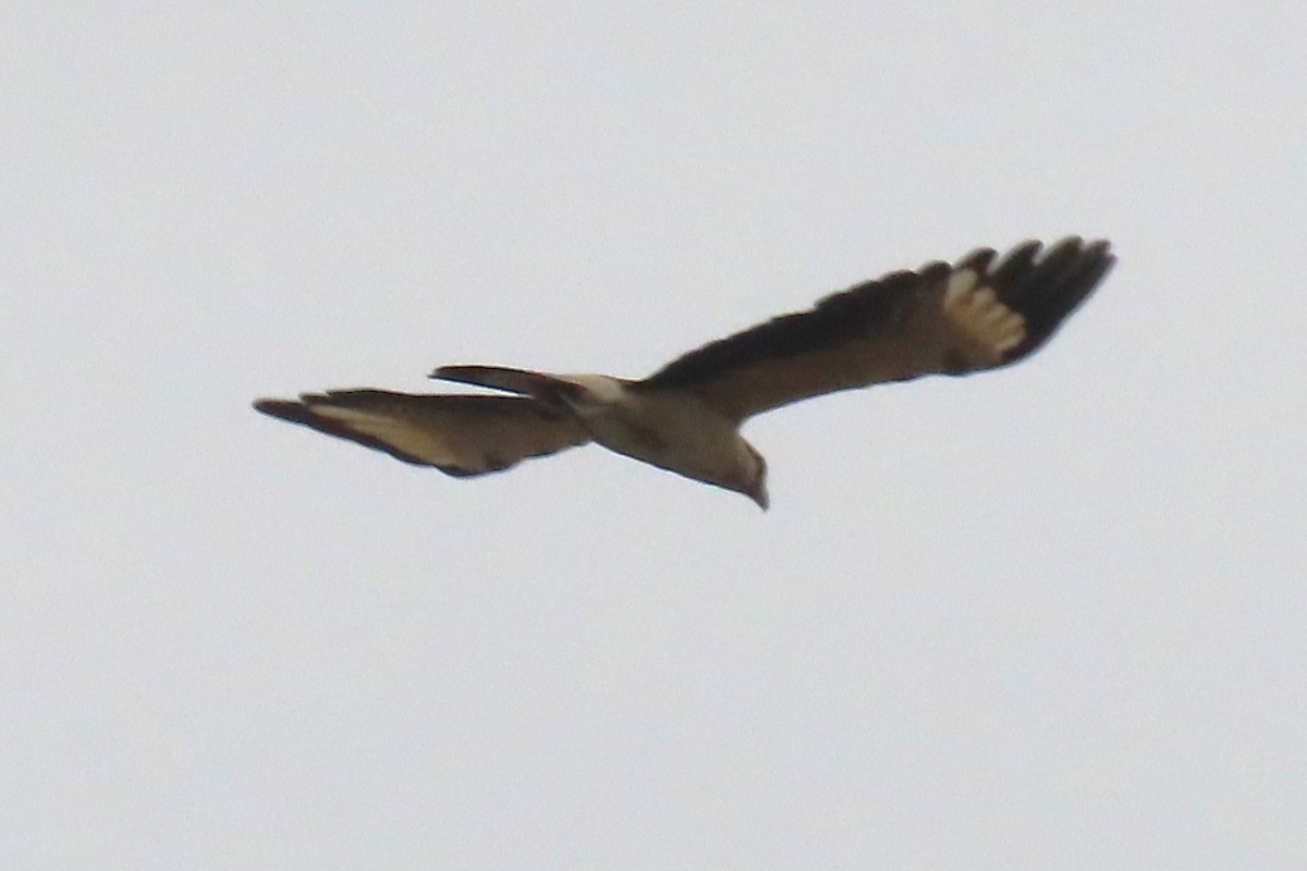 Yellow-headed Caracara - ML645651000