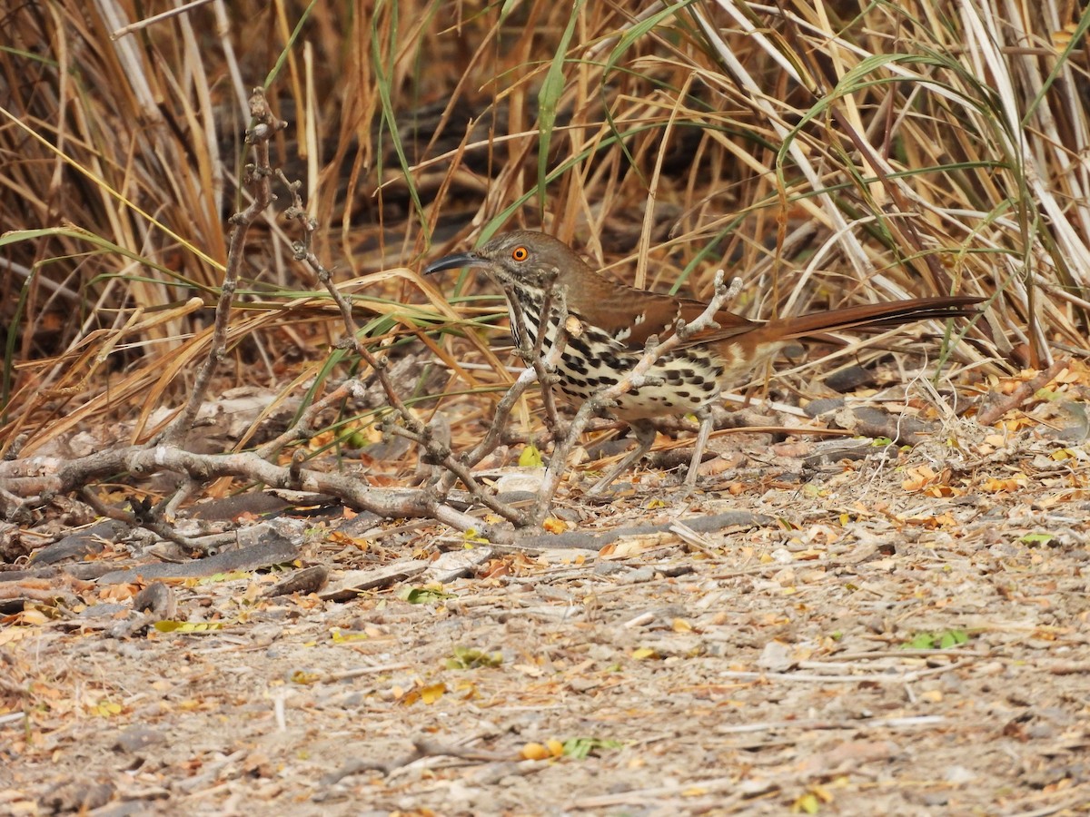Long-billed Thrasher - ML645651002