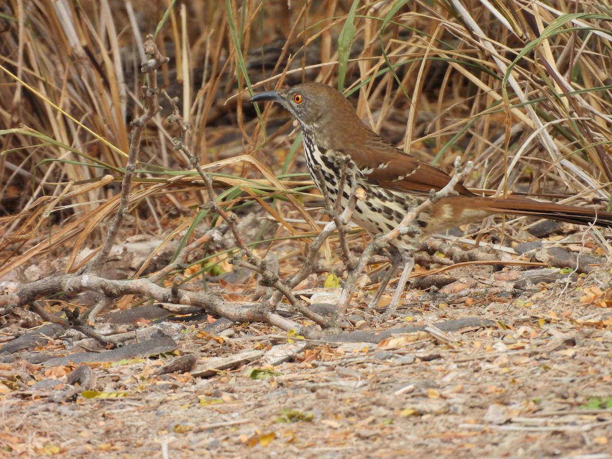 Long-billed Thrasher - ML645651003