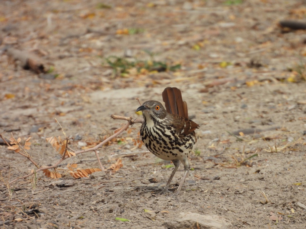 Long-billed Thrasher - ML645651004