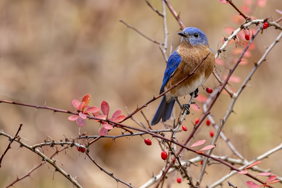 Eastern Bluebird - ML645651012