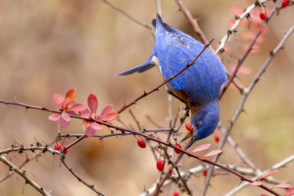 Eastern Bluebird - ML645651013