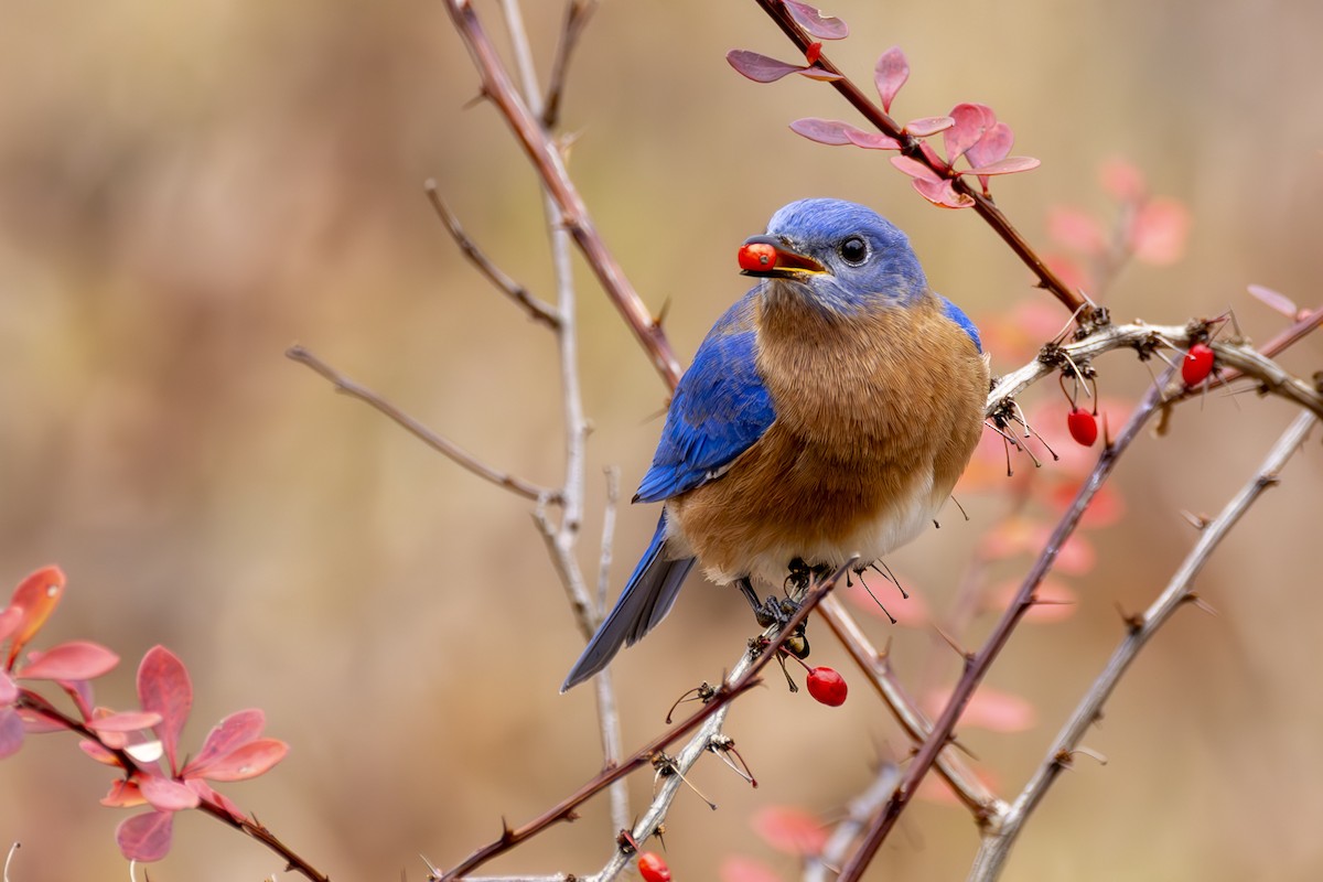 Eastern Bluebird - ML645651014