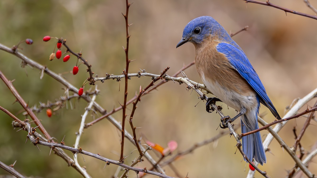 Eastern Bluebird - ML645651015