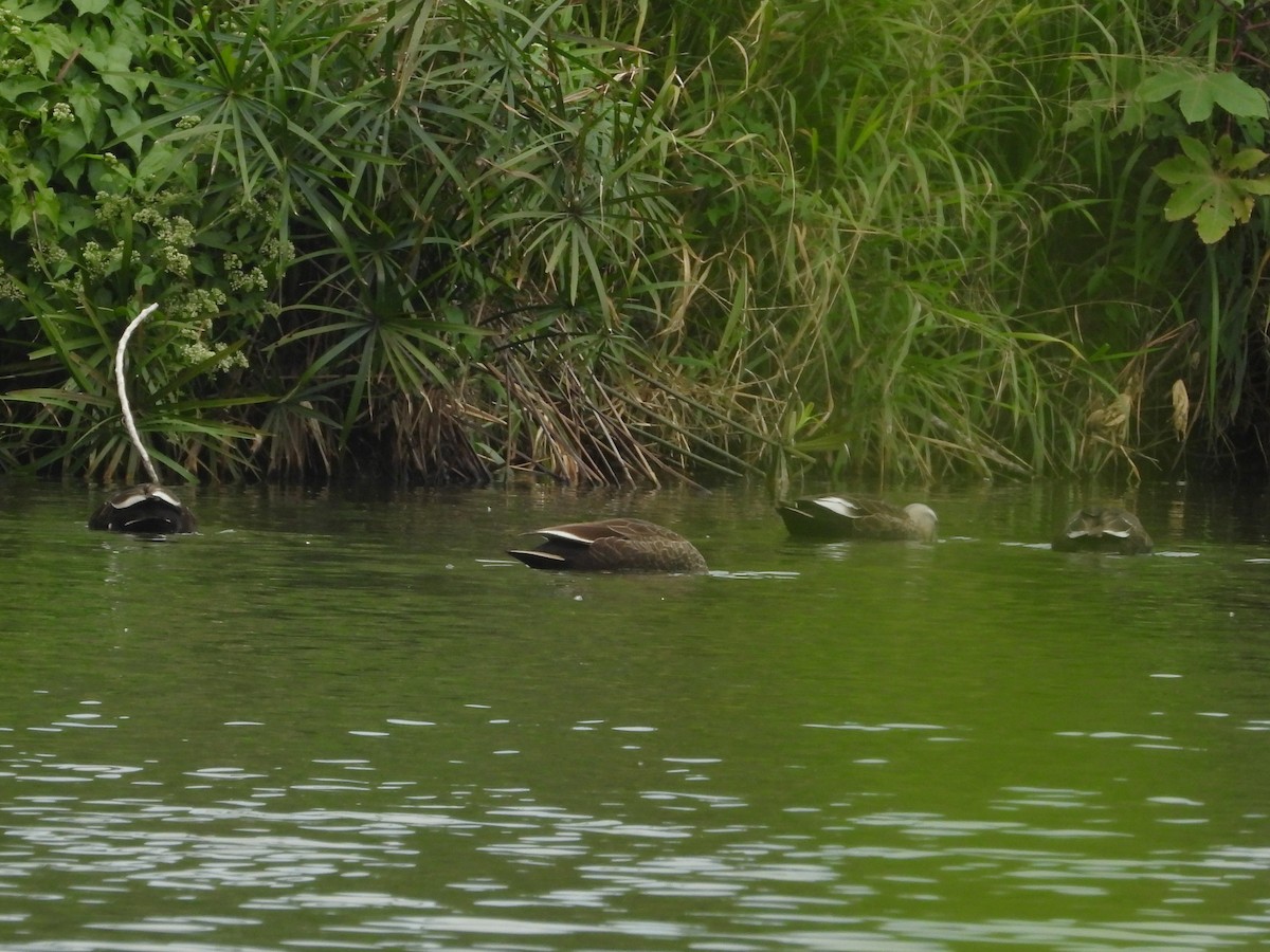 Чёрная кряква - ML645651021