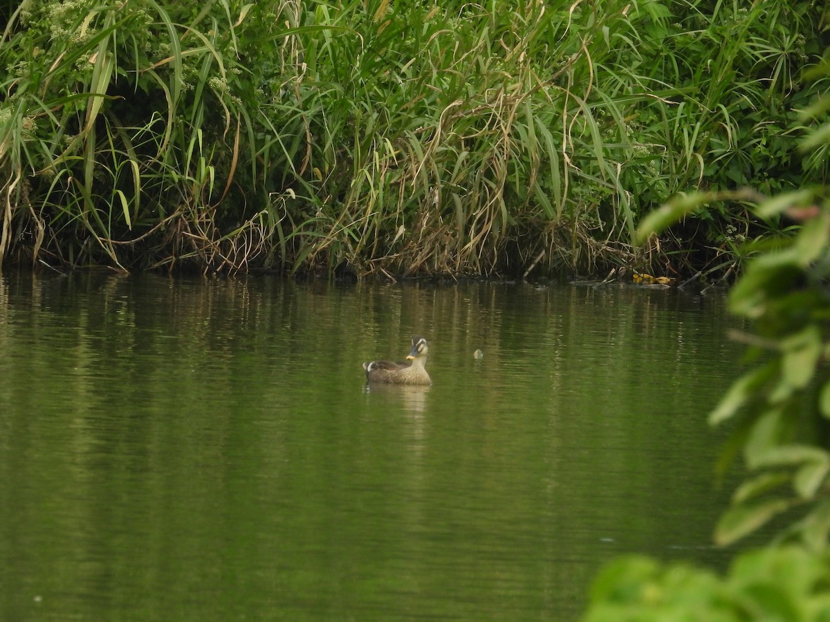 Чёрная кряква - ML645651022