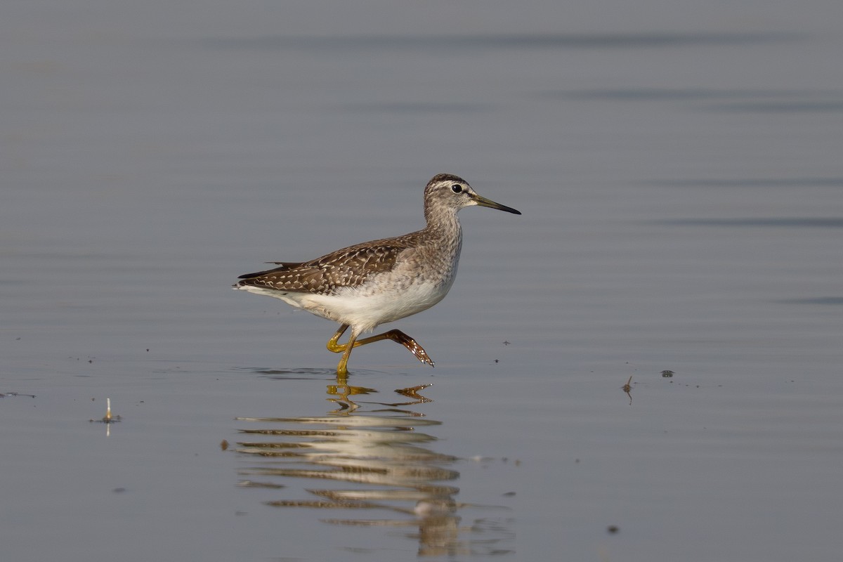 vodouš bahenní - ML645651038