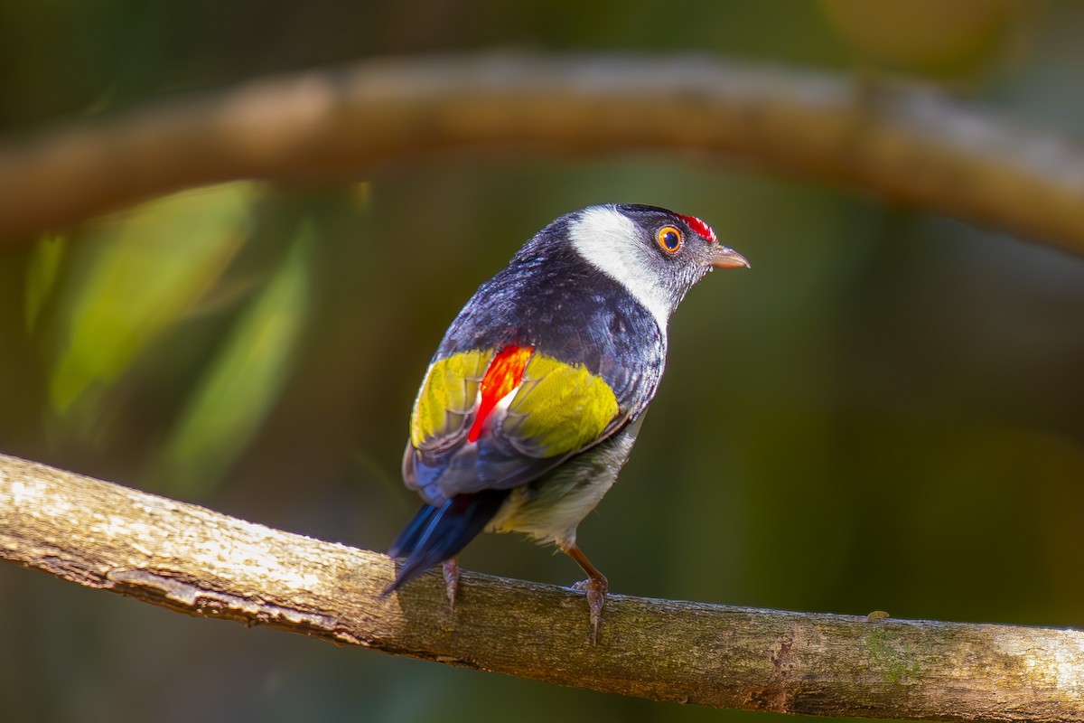 Pin-tailed Manakin - ML645651039