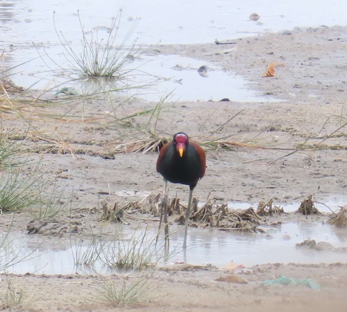 Серёжчатая якана - ML645651048