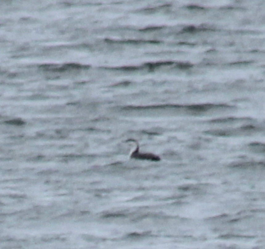 Краснозобая гагара - ML645651050