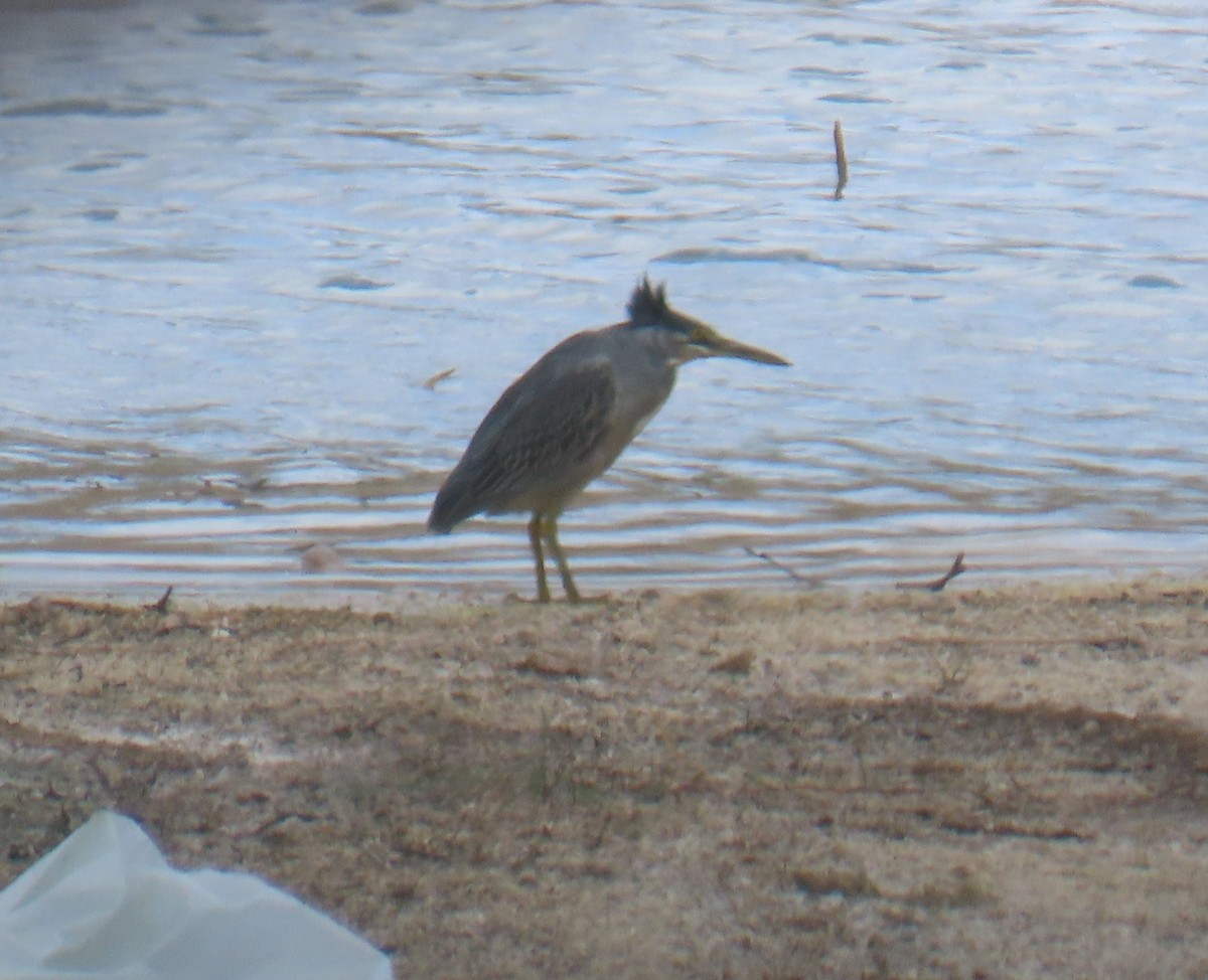 Striated Heron - ML645651051
