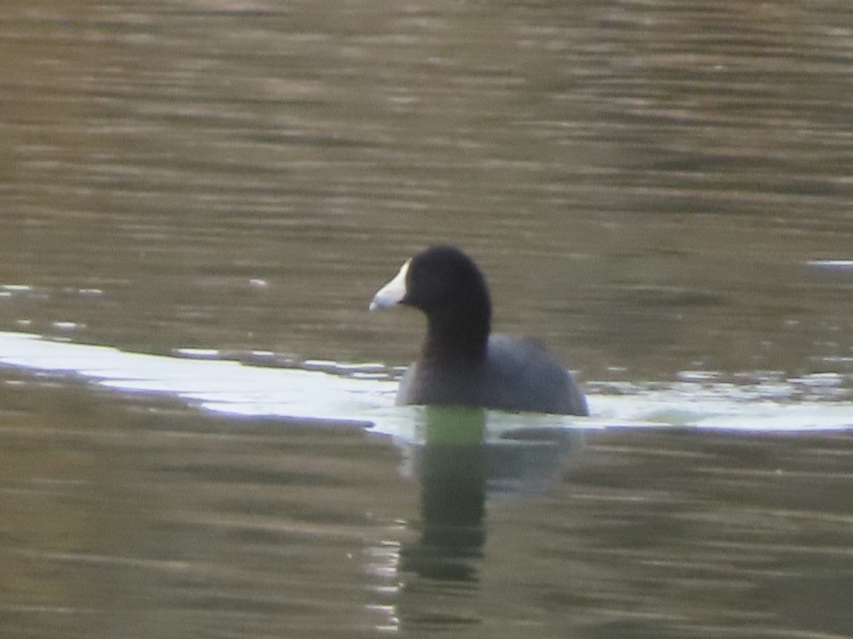 Американская лысуха - ML645651052