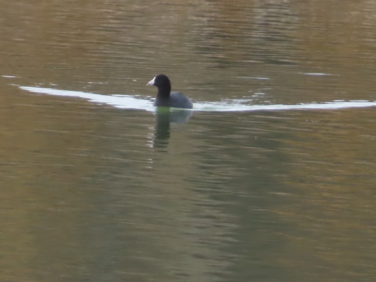 Американская лысуха - ML645651053