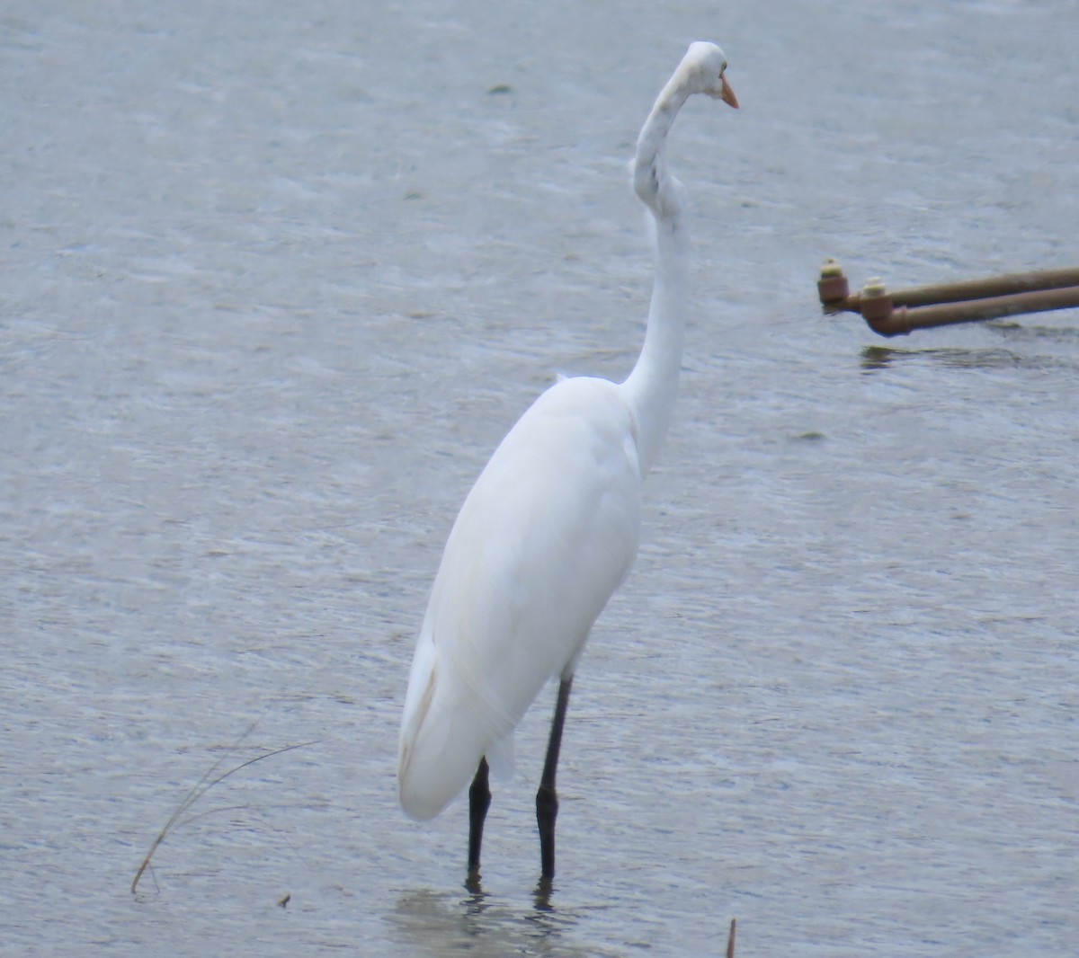 Большая белая цапля - ML645651054