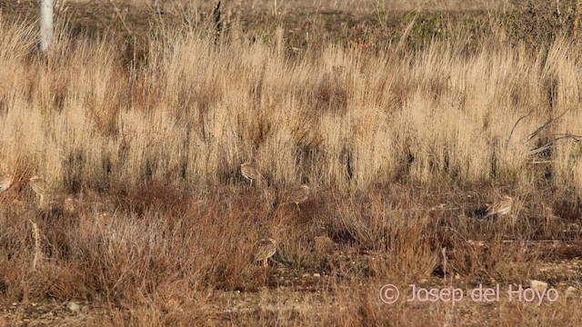 Авдотка - ML645651055